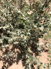 Sclerolaena muricata