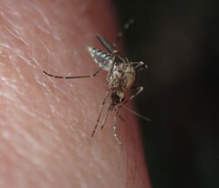 Aedes camptorhynchus