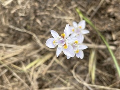 Moraea setifolia