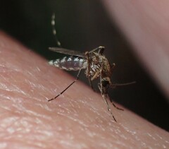 Aedes camptorhynchus