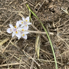 Moraea setifolia