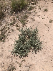 Sclerolaena muricata