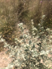 Sclerolaena muricata