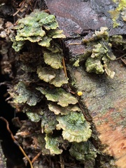 Cerrena unicolor