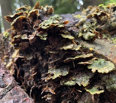 Cerrena unicolor