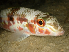 Mulloidichthys flavolineatus