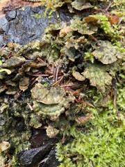 Cerrena unicolor