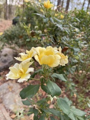 Rosa banksiae
