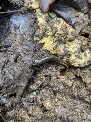 Desmognathus fuscus