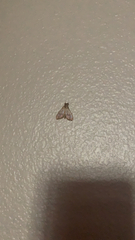 Pyraloidea