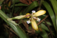 Neomarica itatiaica