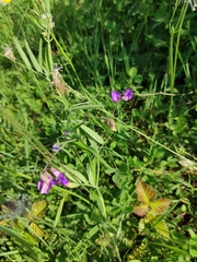 Lathyrus palustris