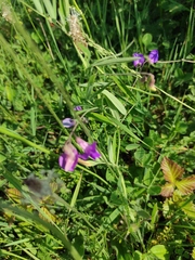Lathyrus palustris