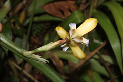 Neomarica itatiaica
