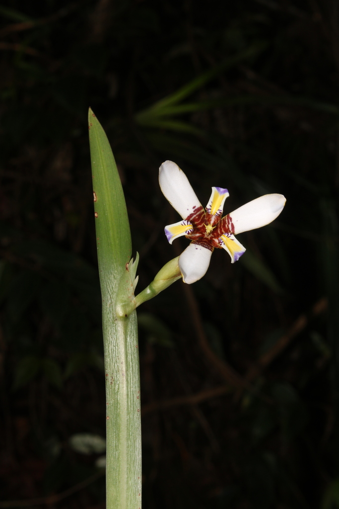 Trimezia itatiaica