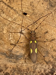 Eburia