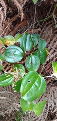 Smilax china