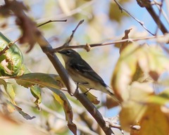 Setophaga coronata coronata × auduboni