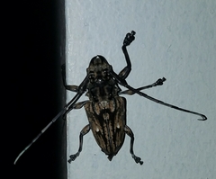 Steirastoma histrionicum