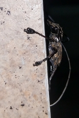 Steirastoma histrionicum