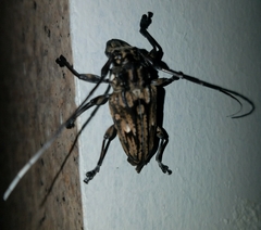 Steirastoma histrionicum