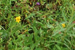 Canadanthus modestus