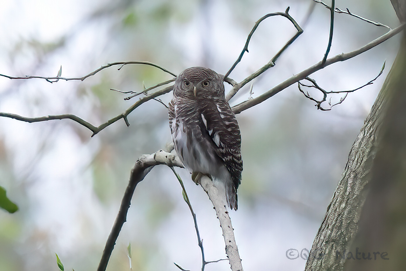 Asian Barred Owlet