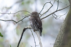 Glaucidium cuculoides