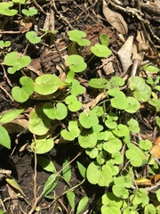 Dichondra repens