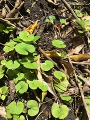 Dichondra repens