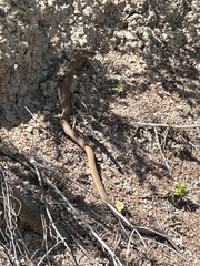 Pygopus lepidopodus
