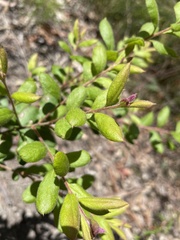 Grevillea mucronulata