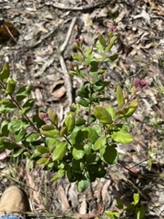 Grevillea mucronulata