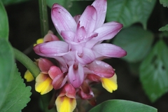 Curcuma