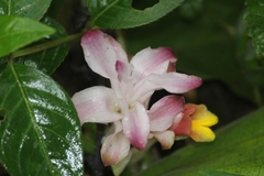 Curcuma
