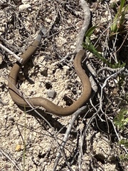 Pygopus lepidopodus