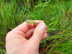 Carex otrubae