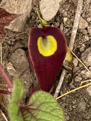 Aristolochia cardiantha