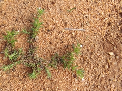 Osteospermum muricatum