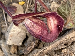 Aristolochia cardiantha