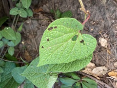 Aristolochia cardiantha