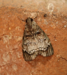 Stericta concisella