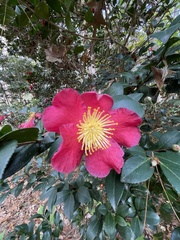 Camellia vernalis
