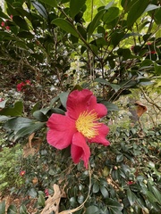 Camellia vernalis