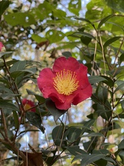 Camellia vernalis