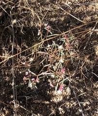 Euphorbia florida