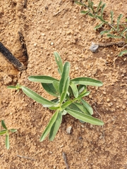 Chamaesaracha coronopus