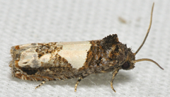 Epiblema dorsisuffusana