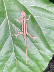 Anolis