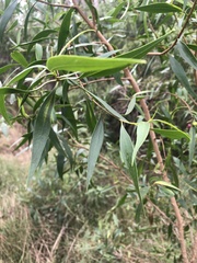 Myoporum acuminatum